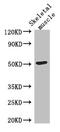 Tubulin Gamma 2 antibody, CSB-PA873636LA01HU, Cusabio, Western Blot image 