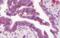 Centrosomal Protein 57 Like 1 antibody, orb374033, Biorbyt, Immunohistochemistry paraffin image 