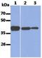 Aldolase, Fructose-Bisphosphate A antibody, GTX16497, GeneTex, Western Blot image 