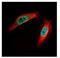 Chloride Intracellular Channel 4 antibody, NBP1-33474, Novus Biologicals, Immunofluorescence image 