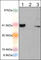 Absent In Melanoma 2 antibody, AP3851, ECM Biosciences, Western Blot image 