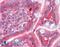 Catechol-O-Methyltransferase antibody, 45-416, ProSci, Immunohistochemistry frozen image 