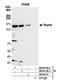 Regulatory Associated Protein Of MTOR Complex 1 antibody, NB100-766, Novus Biologicals, Western Blot image 