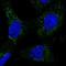 NDUFA13 antibody, NBP1-90050, Novus Biologicals, Immunocytochemistry image 