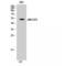 Mitogen-Activated Protein Kinase 8 antibody, LS-C384218, Lifespan Biosciences, Western Blot image 