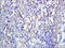 Cytotoxic T-Lymphocyte Associated Protein 4 antibody, 251548, Abbiotec, Immunohistochemistry paraffin image 