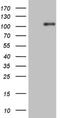 Neurotrophic Receptor Tyrosine Kinase 1 antibody, NBP2-46266, Novus Biologicals, Western Blot image 