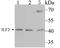 Interleukin Enhancer Binding Factor 2 antibody, A04443-1, Boster Biological Technology, Western Blot image 