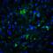 Lysine Demethylase 1A antibody, 3761, ProSci, Immunofluorescence image 