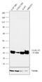 Cyclin D1 antibody, MA1-39546, Invitrogen Antibodies, Western Blot image 