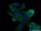 Alcohol dehydrogenase [NADP+] antibody, 15054-1-AP, Proteintech Group, Immunofluorescence image 