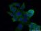 Aldo-Keto Reductase Family 1 Member A1 antibody, 15054-1-AP, Proteintech Group, Immunofluorescence image 