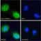 Calcium/Calmodulin Dependent Protein Kinase II Alpha antibody, LS-B4390, Lifespan Biosciences, Immunofluorescence image 