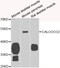 Calcium Binding And Coiled-Coil Domain 2 antibody, A05876, Boster Biological Technology, Western Blot image 