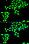 Claudin 2 antibody, abx005034, Abbexa, Western Blot image 