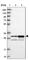 HAUS Augmin Like Complex Subunit 1 antibody, HPA040601, Atlas Antibodies, Western Blot image 