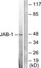 COP9 Signalosome Subunit 3 antibody, LS-B9246, Lifespan Biosciences, Western Blot image 