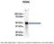 Protein Disulfide Isomerase Family A Member 6 antibody, 26-631, ProSci, Immunoprecipitation image 