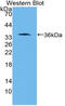 Protein Wnt-10b antibody, abx128659, Abbexa, Western Blot image 