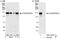 ATPase Family AAA Domain Containing 5 antibody, A301-057A, Bethyl Labs, Western Blot image 