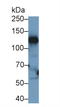 Ceruloplasmin antibody, LS-B13924, Lifespan Biosciences, Western Blot image 