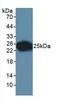 F11 Receptor antibody, MBS2026967, MyBioSource, Western Blot image 