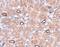 Notum, Palmitoleoyl-Protein Carboxylesterase antibody, NBP1-77060, Novus Biologicals, Immunohistochemistry paraffin image 