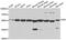 Glucose-6-Phosphate Isomerase antibody, A6916, ABclonal Technology, Western Blot image 