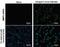 Mal, T Cell Differentiation Protein antibody, NBP2-42893, Novus Biologicals, Immunofluorescence image 