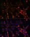 SMAD Family Member 6 antibody, 15-704, ProSci, Immunofluorescence image 
