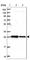 TRNA Phosphotransferase 1 antibody, HPA038706, Atlas Antibodies, Western Blot image 