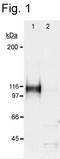 HIF1-alpha antibody, PA1-16601, Invitrogen Antibodies, Western Blot image 