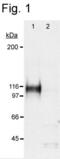 HIF1-alpha antibody, PA1-16601, Invitrogen Antibodies, Western Blot image 