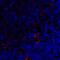 Lymphocyte Activating 3 antibody, 8657, ProSci, Immunofluorescence image 