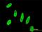 Baculoviral IAP repeat-containing protein 5 antibody, MCA4782Z, Bio-Rad (formerly AbD Serotec) , Immunofluorescence image 