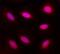 Mitotic Arrest Deficient 2 Like 1 antibody, AF4005, R&D Systems, Immunofluorescence image 