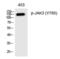 Janus Kinase 3 antibody, PA5-40264, Invitrogen Antibodies, Western Blot image 