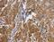 Programmed Cell Death 1 Ligand 2 antibody, MBS2527385, MyBioSource, Immunohistochemistry frozen image 