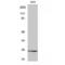 Gap Junction Protein Beta 7 antibody, LS-C382826, Lifespan Biosciences, Western Blot image 