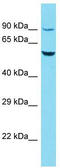 R3H Domain And Coiled-Coil Containing 1 Like antibody, TA332146, Origene, Western Blot image 