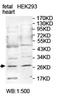 Phosphotyrosine Interaction Domain Containing 1 antibody, orb78096, Biorbyt, Western Blot image 