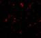 MDM2 Binding Protein antibody, 2447, ProSci, Immunofluorescence image 