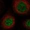 Solute Carrier Family 25 Member 43 antibody, HPA035188, Atlas Antibodies, Immunocytochemistry image 