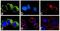 Janus Kinase 3 antibody, 711602, Invitrogen Antibodies, Immunofluorescence image 
