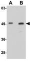 WD Repeat Domain 74 antibody, GTX31408, GeneTex, Western Blot image 