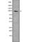 Solute Carrier Family 9 Member A3 antibody, abx218650, Abbexa, Western Blot image 