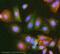 STIP1 Homology And U-Box Containing Protein 1 antibody, ab2917, Abcam, Immunocytochemistry image 