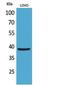 Kruppel Like Factor 1 antibody, STJ96790, St John