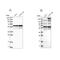 BSD Domain Containing 1 antibody, PA5-56713, Invitrogen Antibodies, Western Blot image 