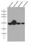 TNF Superfamily Member 9 antibody, 66450-1-Ig, Proteintech Group, Western Blot image 